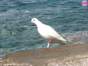 MadeinMycountryGR-MadeinMycountry-Greece-Hellas-Cyprus-MYKONOS-Aegean-AegeanSea-GreekAegean-MadeinGreece