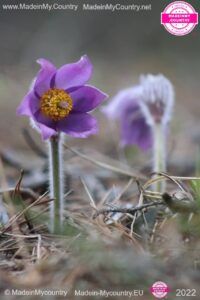 MadeinMycountry MadeinMycountryEU MadeinMycountry Europe