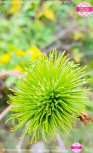 MadeinMycountry-America-latina