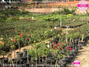 MadeinMycountry-India-MadeinMycountryIndia-MadeinMycountry-Asia-MadeinMycountryIN