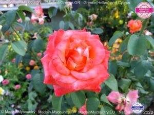 MadeinMycountry-MadeinMycountryGR-MadeinMycountyry-EU-Greece-Cyprus-Hellas-Madein-Greece-and-Cyprus-EU-Europe