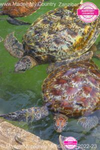 MadeinMycountry-MadeinMycountryAfrica-Africa-Madein-Africa-MadeinMycountryNET-Culture-History-Zanzibar-Africa