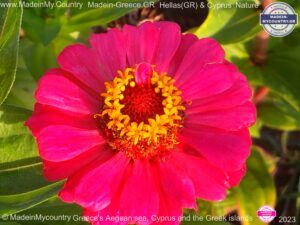 MadeinMycountry-MadeinMycountryNature-Flowers-Wildlife-MadeinMycountryNET-SayMadein2win-MadeinMycountryGR-Greece-Cyprus-Hellas