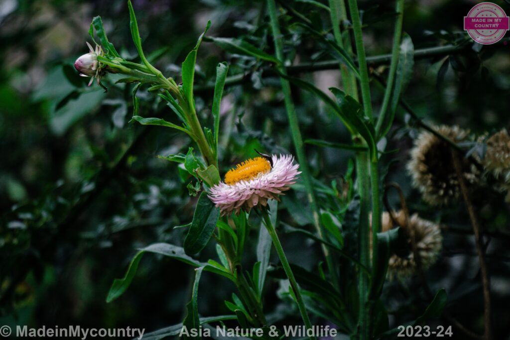 MadeinMycountry-MadeinMycountryAsia-Asia-MadeinAsia-Copyright-MadeinMycountry-Worldwide-MadeinMycountryCopyright-Asia-Nature-Flowers-